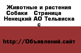 Животные и растения Собаки - Страница 11 . Ненецкий АО,Тельвиска с.